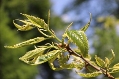Castanea sativa 'Luteo Variegata' - kaštanovník jedlý - listy jaro (1)