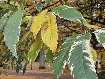 Castanea sativa 'Variegata' - kaštanovník jedlý