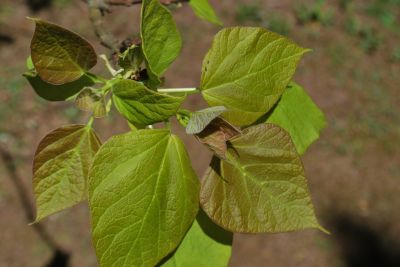 Catalpa bignonioides 'Aurea' - katalpa obecná - jarní listy