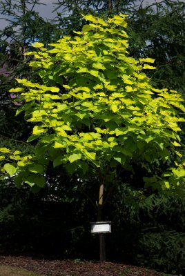 Catalpa bignonioides 'Aurea' - katalpa trubačovitá - celek