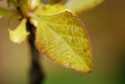 Catalpa bignonioides 'Aurea' - katalpa trubačovitá - list