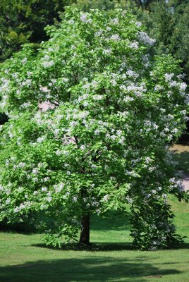 Catalpa bignonioides - katalpa obecná - kvetoucí habitus (75)