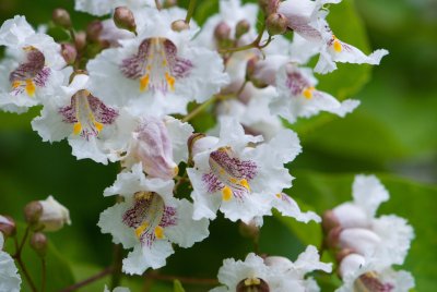Catalpa bignonioides - katalpa trubačovitá (75) - květ