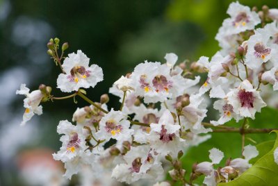 Catalpa bignonioides - katalpa trubačovitá (75) - květ