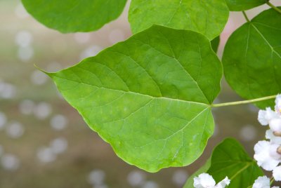 Catalpa bignonioides - katalpa trubačovitá (75) - list