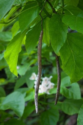 Catalpa bignonioides - katalpa trubačovitá - plod