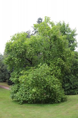 Catalpa bignonioides - katalpa trubačovitá (75) - celek