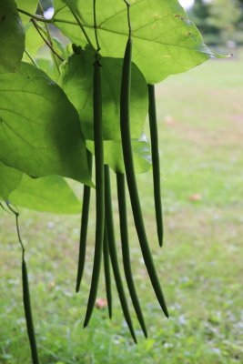 Catalpa bignonioides - katalpa trubačovitá (75) - lusky
