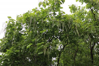 Catalpa bignonioides - katalpa trubačovitá (75) - lusky (1)