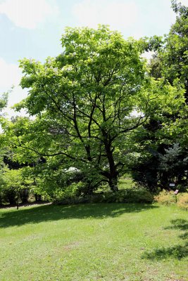 Catalpa bignonioides - katalpa trubačovitá - celek