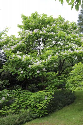 Catalpa bignonioides - katalpa trubačovitá - celek v květu 1
