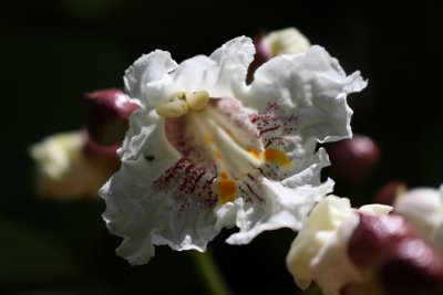Catalpa bignonioides - katalpa trubačovitá - květ