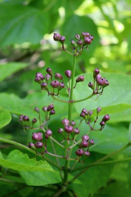Catalpa bignonioides - katalpa trubačovitá - pupen květ