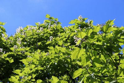 Catalpa bignonioides - katalpa trubačovitá - rozkvetlá koruna