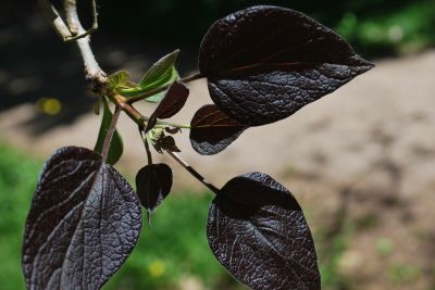 Catalpa × erubescens 'Purpurea' - katalpa křížená - jarní listy