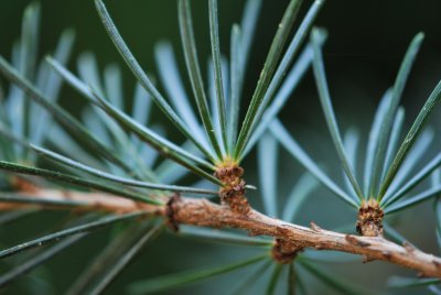 Cedrus atlantica - cedr atlanský - jehlice - detail