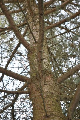 Cedrus atlantica - cedr atlanský - kmen