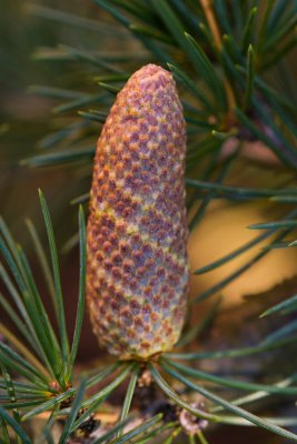Cedrus atlantica - cedr atlantský - semeník