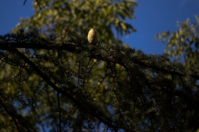 Cedrus atlantica - cedr atlantský - šiška