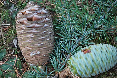 Cedrus atlantica - cedr atlantský - šištice (zralá i nezralá)