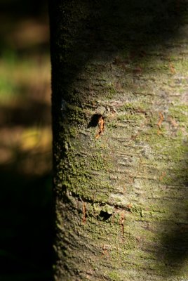 Cedrus atlantica 'Glauca' - cedr atlantský - borka