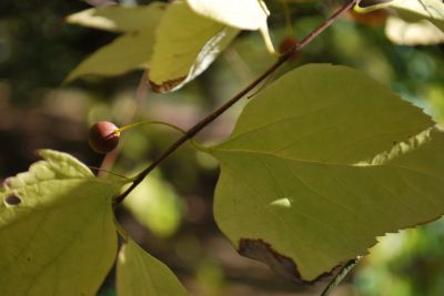 Celtis occidentalis - břestovec západní - plod