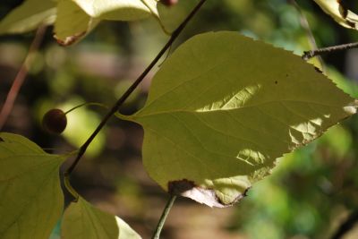 Celtis occidentalis - břestovec západní - plod 