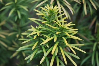 Cephalotaxus harringtonia 'Korean Gold' - hlavotis peckovitý