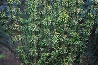 Cephalotaxus harringtonia 'Korean Gold' - hlavotis peckovitý - jaro