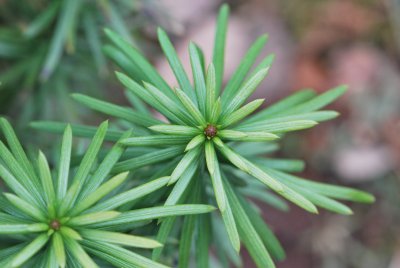 Cephalotaxus harringtonia 'Korean Gold' - hlavotis peckovitý - jehlice líc a pupeny apikální
