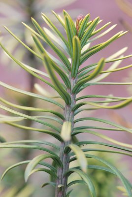 Cephalotaxus harringtonia 'Korean Gold' - hlavotis peckovitý - jehlice rub