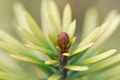 Cephalotaxus harringtonia 'Korean Gold' - hlavotis peckovitý - pupen apikální