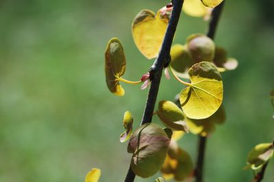 Cercidiphyllum japonicum 'Pendula' - zmarličník japonský