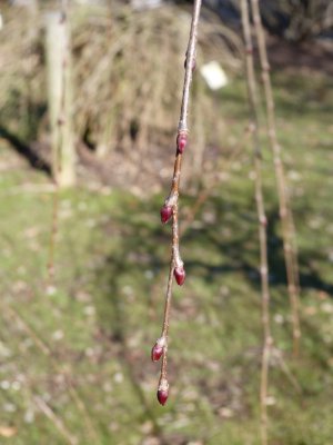 Cercidiphyllum magnificum 'Pendula' - zmarilčník velký - pupen
