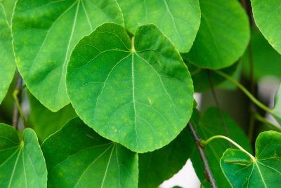 Cercidiphyllum magnificum 'Pendula' - zmarličník velký - list