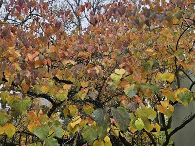 Cercis canadensis 'Forest Pansy' - zmarilka kanadská