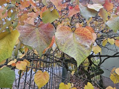 Cercis canadensis 'Forest Pansy' - zmarilka kanadská 