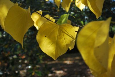 Cercis canadensis 'Pauline Lily' - zmarilka kanadská  podzim