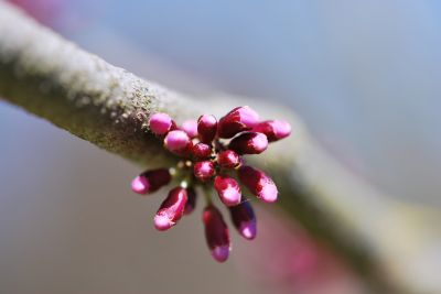 Cercis gigantea - zmarlika obrovská