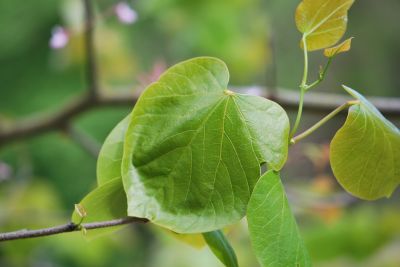 Cercis gigantea - zmarlika obrovská