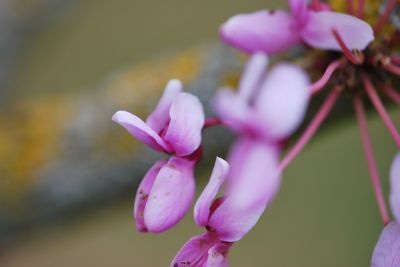Cercis gigantea - zmarlika obrovská - detail květu