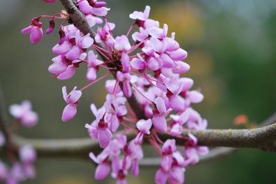 Cercis gigantea - zmarlika obrovská - jaro