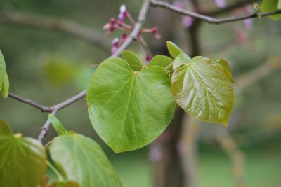 Cercis gigantea - zmarlika obrovská - jaro