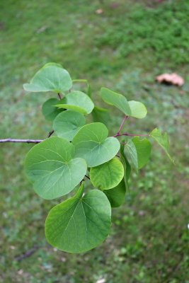 Cercis siliquastrum - zmarilka jidášova - listy