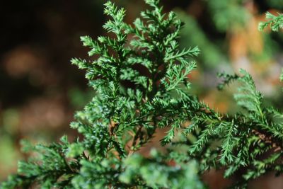 Chamaecyparis pisifera 'Squarrosa Dumosa' - cypřišek hrachonosný
