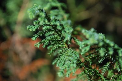 Chamaecyparis pisifera 'Squarrosa Dumosa' - cypřišek hrachonosný 