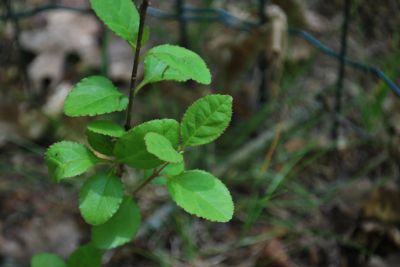 Chionanthus retusus - bělas uťatý