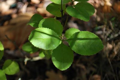 Chionanthus retusus - bělas uťatý