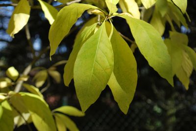 Chionanthus virginicus - bělas viržinský