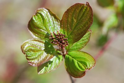 Cornus alba 'Cesselnningii' - svída bílá - jarní pučení